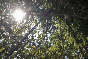 Sol a través de bambú
