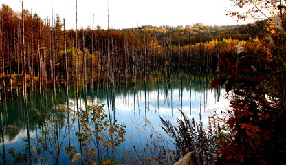 北海道美瑛の紅葉の青池の風景