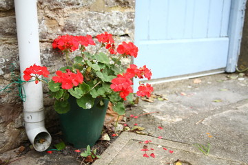 Flower pot in front of the house door scene.