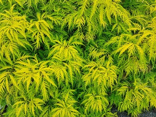 Colorful green and yellow shrub