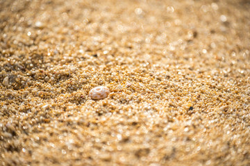 Small shells washed up on Sunset Beach on Oahu, Hawaii