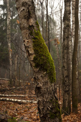 moss on a birch tree