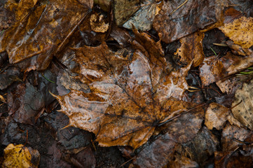 autumn leaves on the ground
