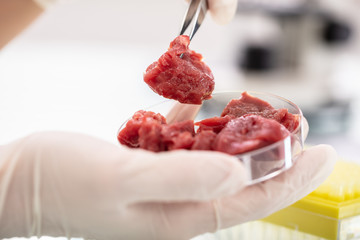 Researcher Inspecting Meat Sample In Laboratory