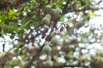 Calabash or Cucurbitaceae (Lagenaria Siceraria) in the garden