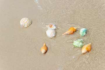 Beach summer with Shells on sandy beach with sand beach background, Holiday beach concept 