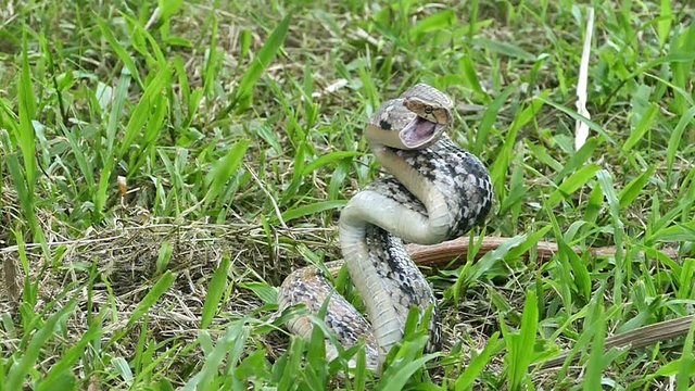 radiated rat snake hurled into the enemy rapidly to bite