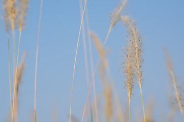 Beautiful white color Mission Grass flower with blue sky background.