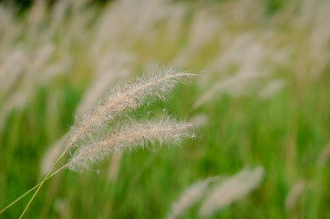 Beautiful white color Mission Grass flower with blurred background.