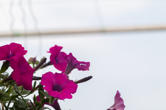 Close Up Of Four O'clock Or Marvel Of Peru Flower (Mirabilis Jalapa)