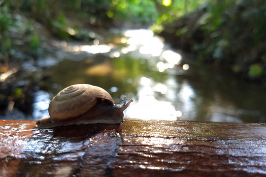Snail (Scutalus, Achatina fulica.) crawling on concrete wood wall in the afternoon. They have a coiled shell to protect body and Slime can made Nourishing cream. Natural animal. Slow life concept.