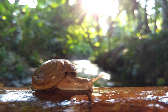 Snail (Scutalus, Achatina fulica.) crawling on concrete wood wall in the afternoon. They have a coiled shell to protect body and Slime can made Nourishing cream. Natural animal. Slow life concept.