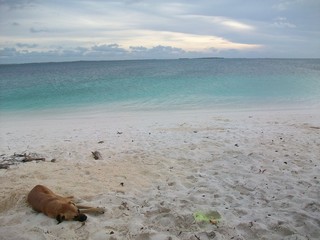 Fototapeta na wymiar Perro en playa