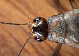 Macro Photo of Head of Cricket on Wooden Floor