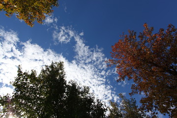 Obraz premium 紅葉と秋の空