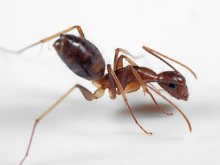 Macro Photo of Ant on White Floor