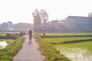 Farmer in a Rice Field in Hoi An, Vietnam.