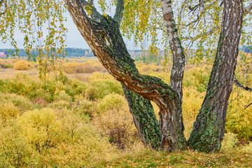Fototapeta premium Beautiful birch trees with yellow leaves grow on edge of slope on autumn day.