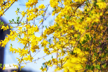 Fototapeta premium yellow forsythia flowers