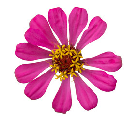 Pink zinnia  isolated on a white background