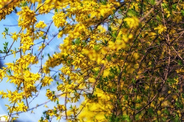 yellow forsythia flowers