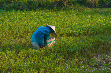 Farmer in Rice Field in Hoi An, Vietnam