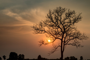 Plakat silhouette of tree at sunset