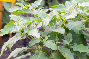 close up of Solanum virginianum or Thai egg plants