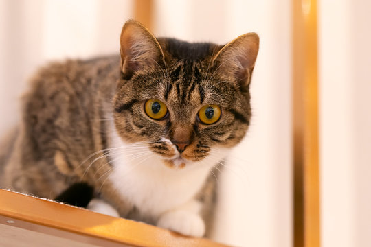 猫カフェ の画像 14 363 件の Stock 写真 ベクターおよびビデオ Adobe Stock