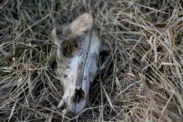 Dog skull on the grass
