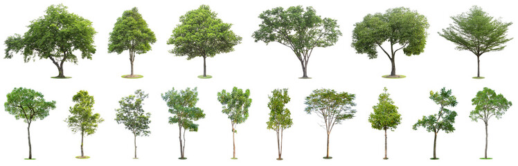 The collection of trees isolated on white background. Beautiful and robust trees are growing in the...