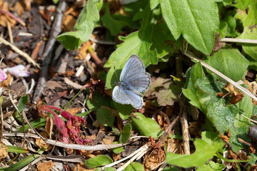 ヤマトシジミ雄表翅