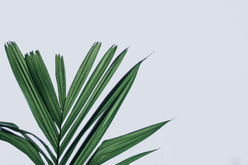 Single minimal plant.