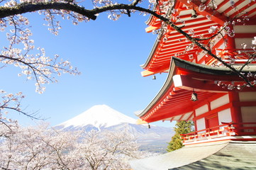 Fototapeta premium 五重塔 富士山 桜