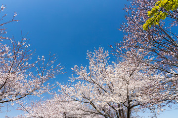 成田さくらの山の桜#4