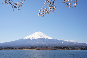 富士山　富士　山　桜