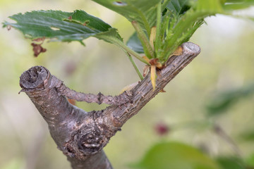 シモフリトゲエダシャク幼虫