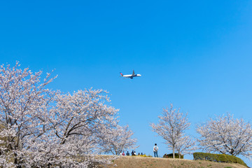 さくらと青空と飛行機と#2