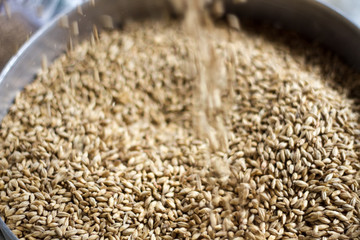 grains of wheat