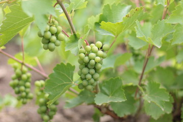 Unripe crones of grapes on a background of green grape leaves