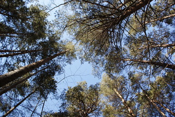 Pines spring forest sky