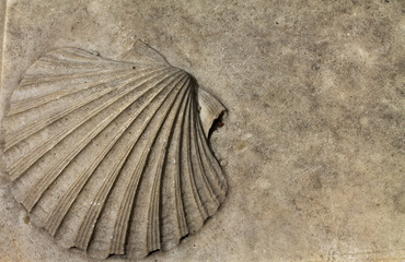 Decorative shell