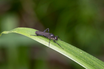 ハグロケバエ雄