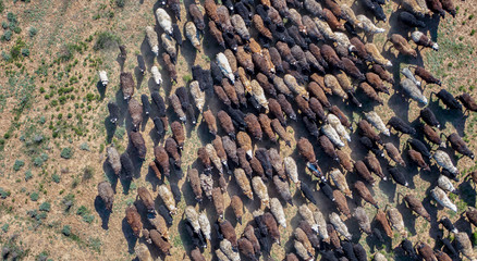 herd of cows grazing on the grass at sunset — drone shooting — top view — aerial photography © azamatushka