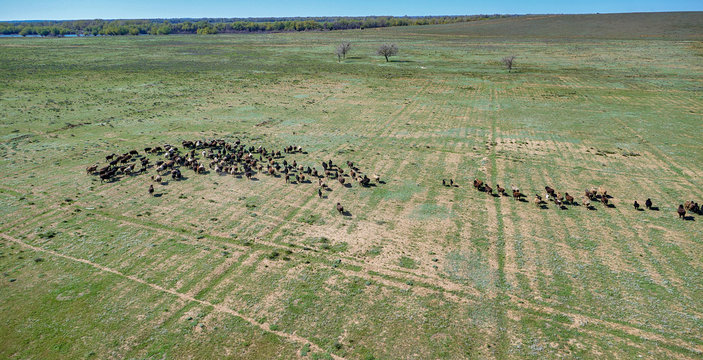 herd of cows grazing on the grass at sunset — drone shooting — top view — aerial photography