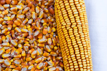 background with texture of corn grains and place for text