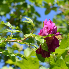 Pink flower of dog rose. Summer garden.