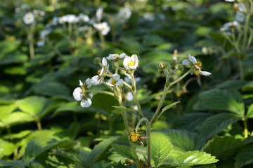 Strawberry flowers in summer garden. Fragaria viridis.