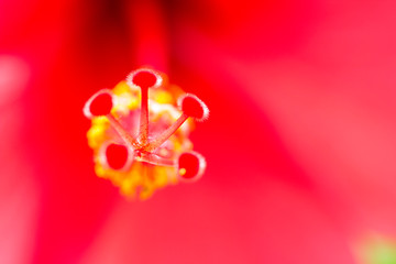 close up flower 2