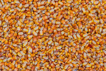 background with texture of corn grains and place for text